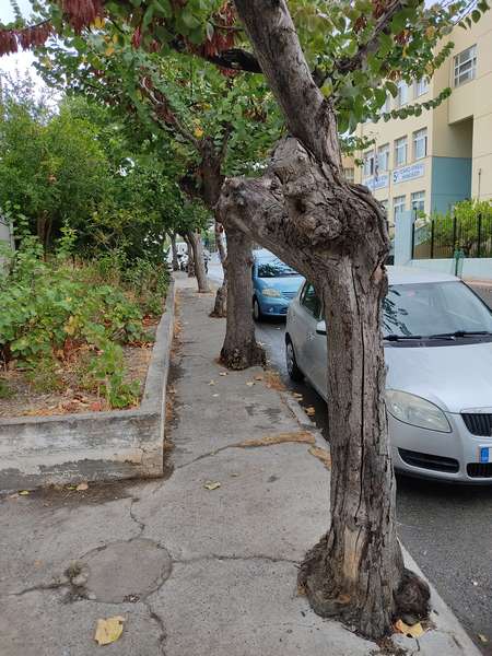 Σκεπετζή-23-9-2021-1