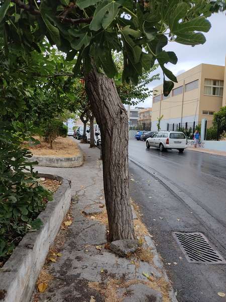 Σκεπετζή-23-9-2021-2